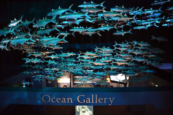 A display at N.C. Aquarium at Fort Fisher