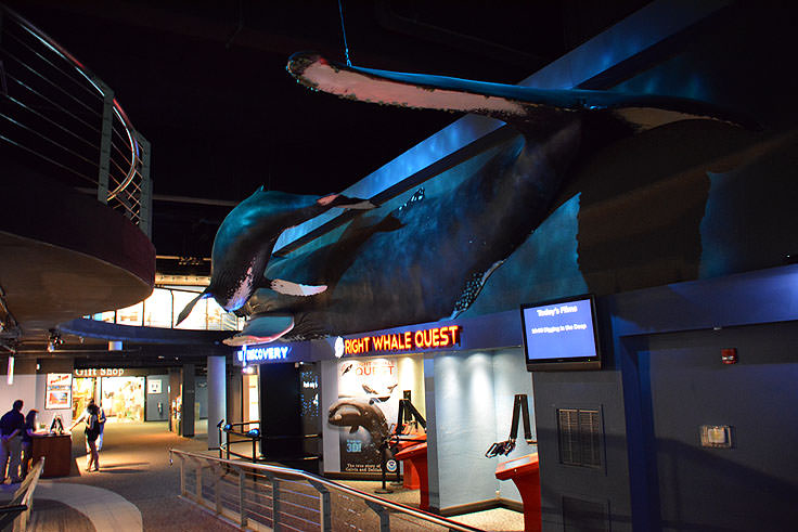 Lifesize whales at the N.C. Aquarium at Fort Fisher