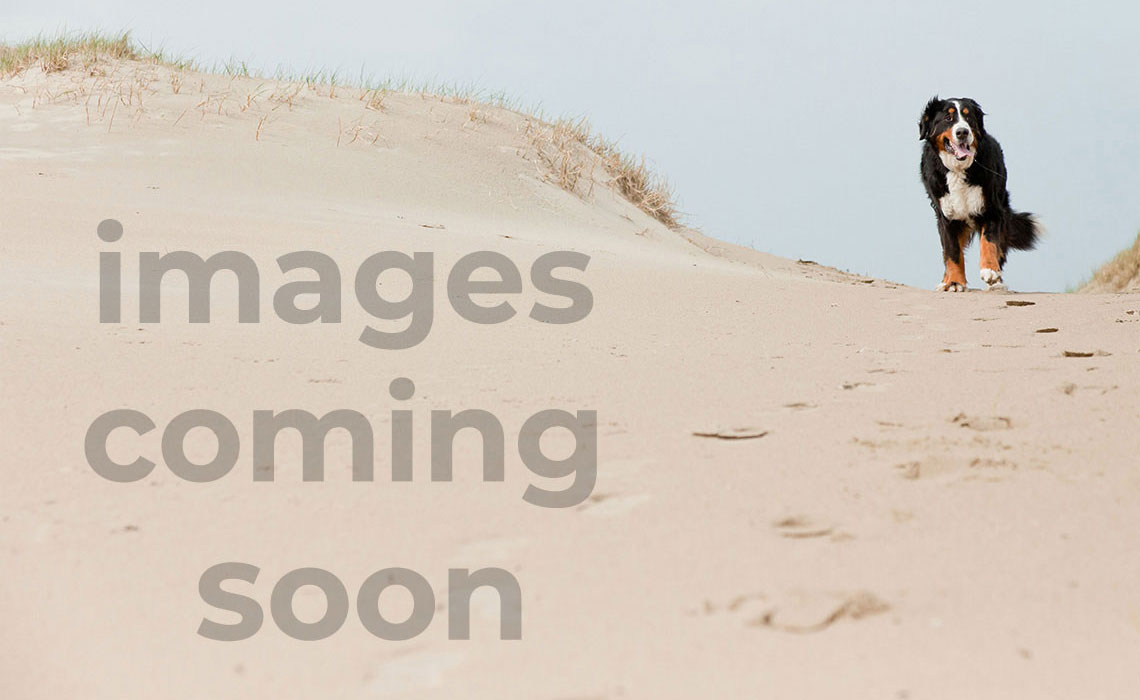 Beachside Cottage: Pet Friendly