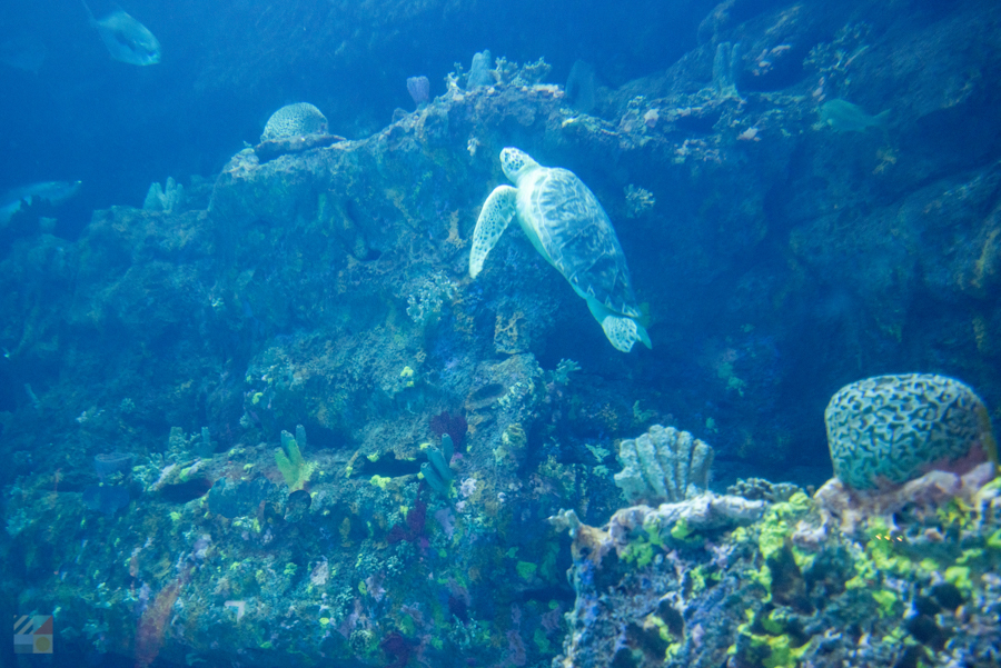 NC Aquarium at Fort Fisher