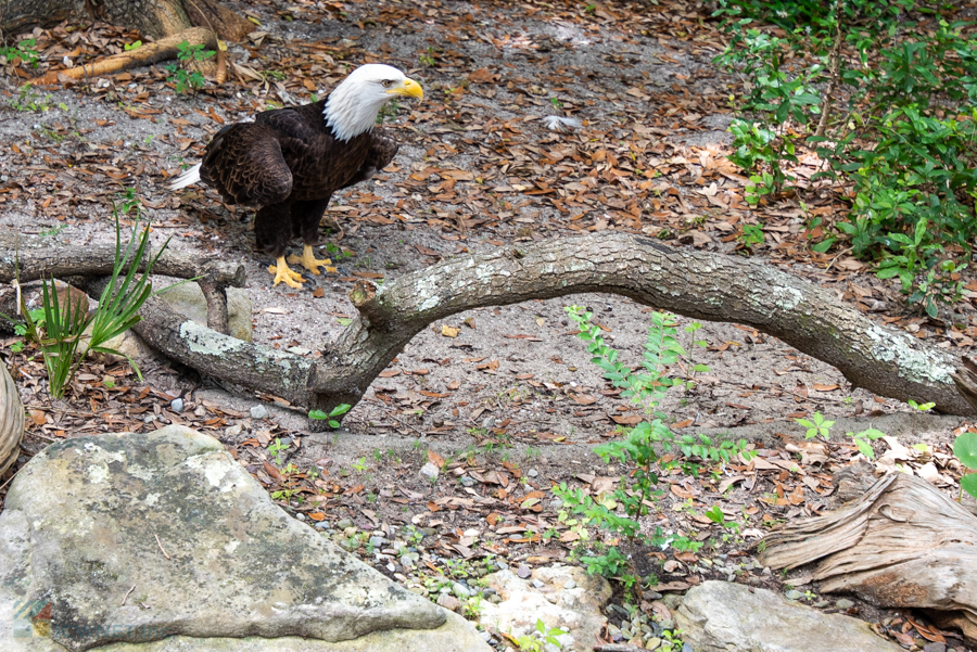 NC Aquarium at Fort Fisher