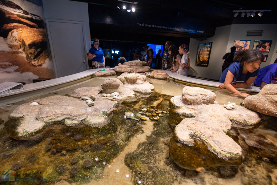 NC Aquarium Fort Fisher