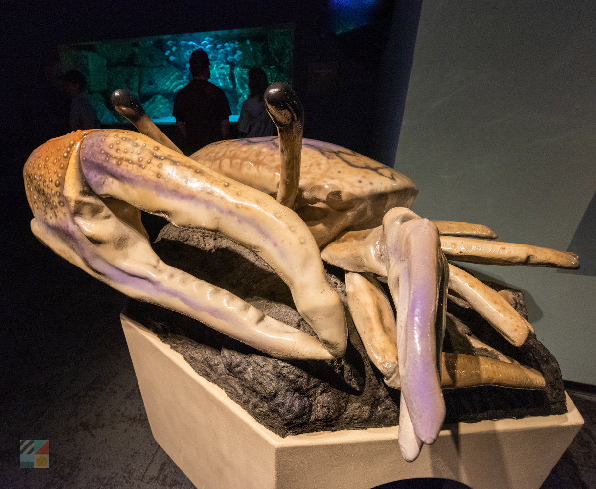 NC Aquarium Fort Fisher