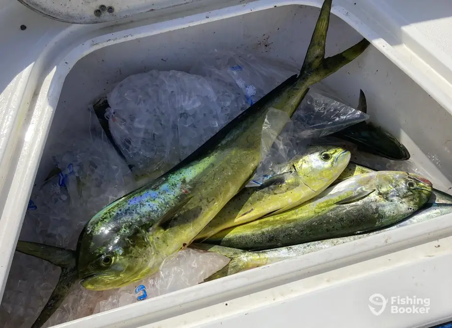 charter image 5