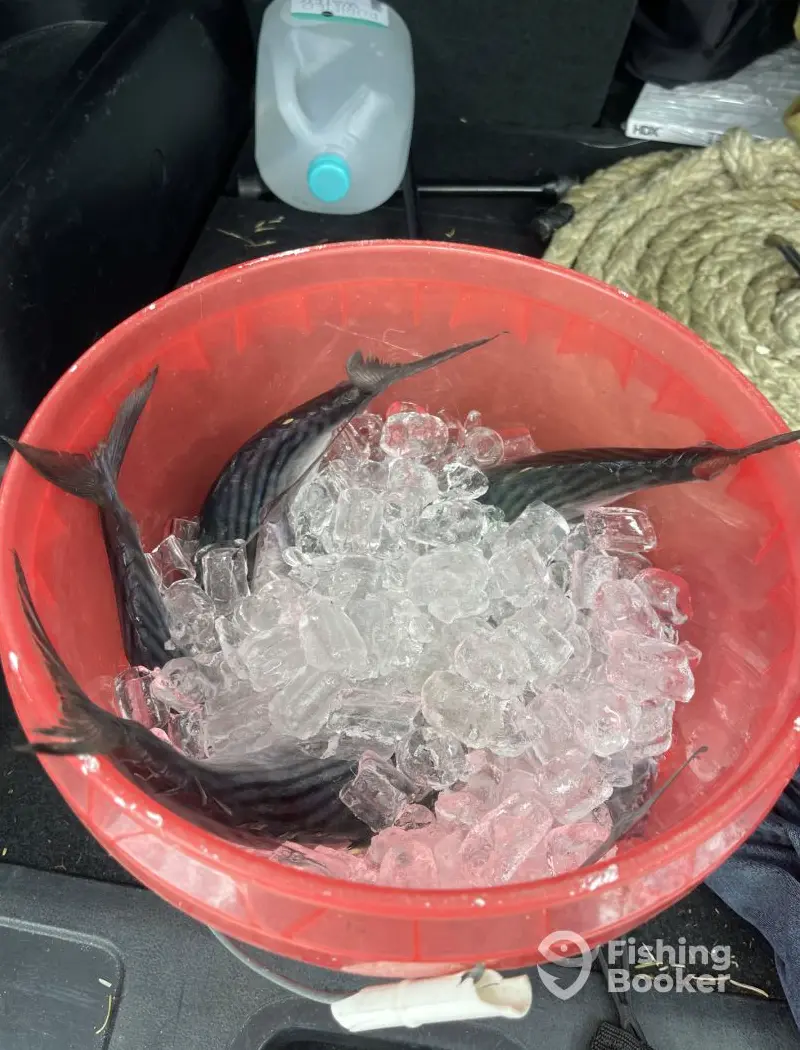 Sea Bear Charters charter image 4